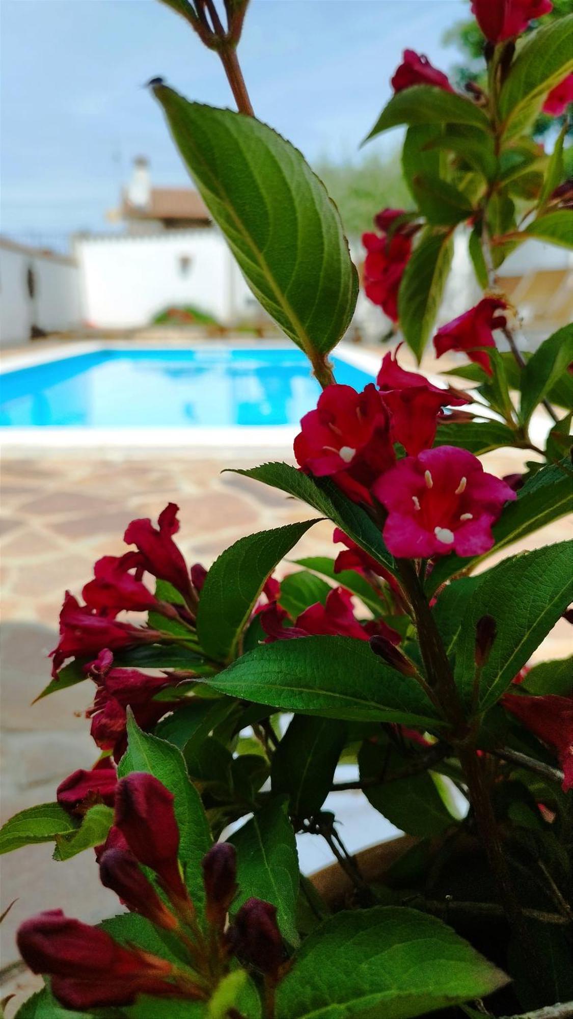 Villa "Pied-A-Terre" Residence & Spa Umag Eksteriør billede